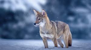 The Scientific Challenges Colossal Faced While Reconstructing Dire Wolf Traits